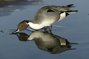 Personal Use Bird Prints Only Stampe: Pintail - drinking