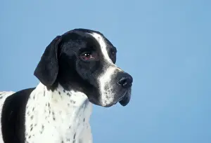 Stampe di JD-10960 POINTER CANINO - TESTA Giovanni Daniel Per favore, si prega di notare che le stampe sono destinati solo a scopi di visualizzazione personale e potrebbero non essere riprodotte in alcun modo Puntatore Stampe: Cane Indicatore