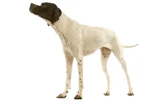 Pet Photography Services Stampe: Pointer - in studio