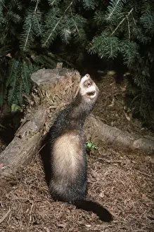 Johan De Meester Artwork Stampe: Polecat