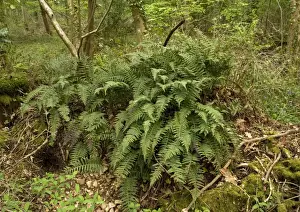 West Country Landscapes Stampe: Polypody