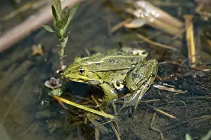 European Frog Species Stampe: Pool Frog