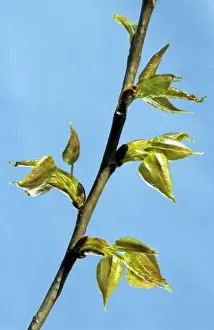 Poplar Leaf Stampe: Poplar - leaf