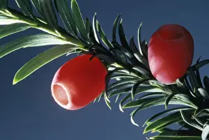 Red Berry Plant Stampe: PPG-140