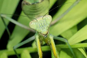 Stampe di SPH-105 Mantella religiosa di Steve Hopkin Si prega che le stampe vengano utilizzate solo per scopi di visualizzazione personale e non possano essere riprodotte in alcun modo Mantodea Stampe: Preghiera mantide