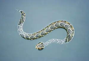Serpente D'acqua Stampe: Velenosa cobra di rascato