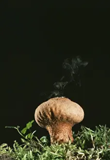 Lycoperdon Perlatum Stampe: Puff Ball