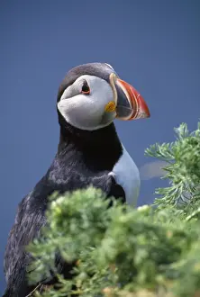Coastal Wildlife Pictures Stampe: Puffin