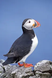 Puffin Bird Stampe: Puffin