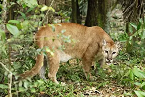 Thomas Marent Photography Stampe: Puma Belize