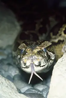 Python mostrando lingua biforcuta