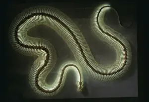 Stampe di Python KFO-435 con scheletro di serpente della specie python, Africa illuminato da una luce a tubo neonico lunghezza circa 15 cm. Python spp Immagini Correlate Stampe: Il scheletro della serpente di Python con una luce a tubo neonico, lunghezza circa 15 cm