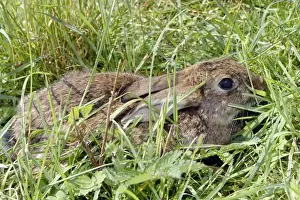 European Rabbit Image Stampe: Rabbit