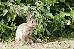 M Watson Photographer Work Stampe: Rabbit