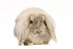 White Background Rabbit Photo Stampe: Rabbit
