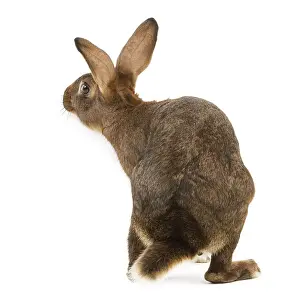 Jean Michel Labat Artist Stampe: Rabbit - Belgian Hare