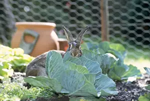 Personal Use Animal Prints Stampe: Rabbit - in cabbage patch