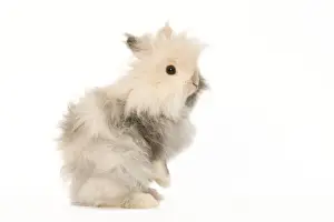 White Background Studio Pets Stampe: Rabbit - dwarf angora in studio