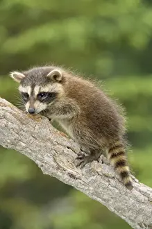 Nature Photography Prints Online Stampe: Racoon