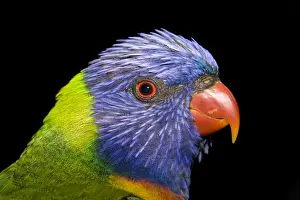 Trichoglossus Haematodus Stampe: Rainbow Lorikeet - head study