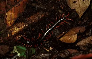 Tropical Forest Creatures Stampe: A rainforest centipede