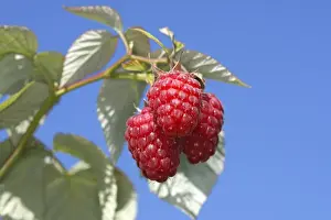 European Raspberries Stampe: Raspberry - fruit on plant