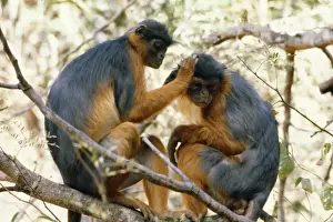Personalized Pet Artwork Stampe: Red Colobus Monkey