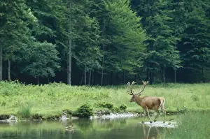 Jean Paul Ferrero Artwork Stampe: Red Deer