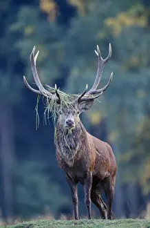 Stefan Meyers Photographer Stampe: Red Deer