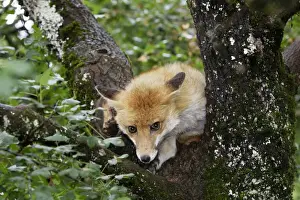 European Fox Species Stampe: Red Fox in a tree
