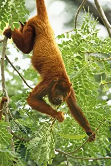 Red Howler Monkey Stampe: Red Howler Monkey