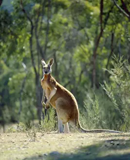 Personal Use Prints Available Stampe: Red Kangaroo