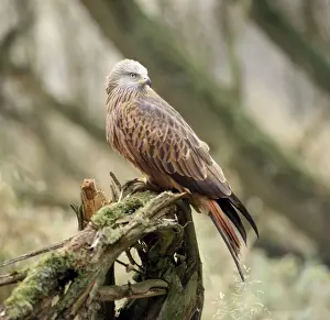 Milvus Milvus Species Stampe: Red Kite