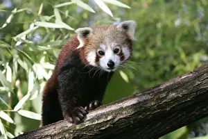 Lesser Panda Stampe: Red Panda