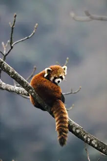 Red Panda In Tree Stampe: Red Panda - in tree