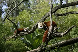 Lesser Panda Stampe: Red Panda - two in trees