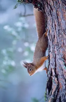 Stampe di CK-3773 ROSA SCARABIO ROSSO - scendendo dal tronco dell'albero Sciurus vulgaris Chris Knights Si prega di notare che le stampe sono destinata solo a scopi personali e non possono essere riprodotte Scoiattolo Rosso Stampe: Isciola rosso