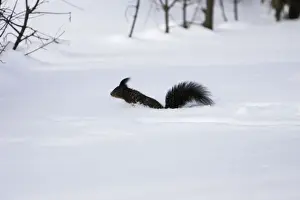 M Watson Photography Stampe: Red Squirrel - jumping through snow