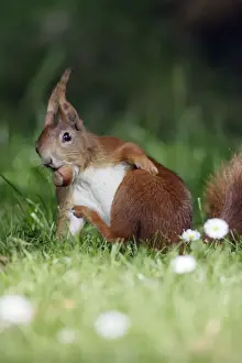 Sciurus Vulgaris Images Stampe: Red Squirrel - Scratching itself, collecting nuts in garden Lower Saxony, Germany