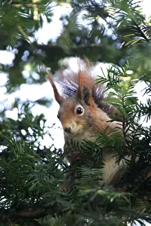 M Watson Wildlife Photographer Stampe: Red squirrel - in tree