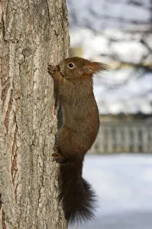 M Watson Photography Stampe: Red Squirrel - on tree trunk