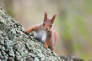 Red Squirrel UK Stampe: Red Squirrel - on tree trunk - UK