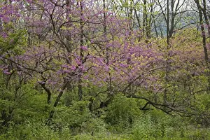 Native American Plants Stampe: Redbud Tree - Native to much of Eastern and Central U