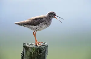 Personal Use Only Prints Stampe: Redshank - calling from post