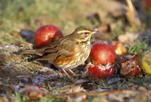 John Daniels Wildlife Images Stampe: Redwing