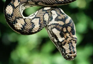 Dasyproctidae Stampe: Python di tappeto