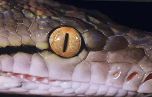 Reticulated Python Stampe: Reticulated Python - close-up of eye& sensory pits. South East Asia