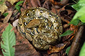 Wildlife Photography Borneo Stampe: Reticulated Python Kinabatangan river, Borneo