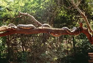 Reticulated Python Stampe: Reticulated Python - longest snake in the world