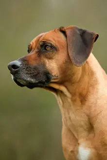 Jean Michel Labat Photography Stampe: Rhodesian Ridgeback